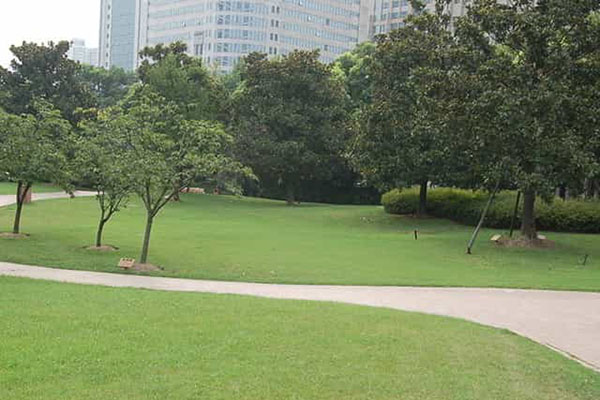 綠化養護如何成功移植植物？